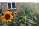 Bright sunflower blooms in front of the brick home, adding vibrant color and natural beauty to the exterior at 3075 N Elm Ave, Denver, CO 80207