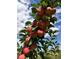 Close-up of a branch heavy with ripe, red apples against a vibrant blue sky at 3428 W County Road 4, Berthoud, CO 80513