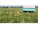 Mobile chicken coop in a field with chickens, ducks, and geese, backed by mountains at 3428 W County Road 4, Berthoud, CO 80513