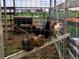 Rustic chicken coop featuring a variety of chickens and ample outdoor space at 3428 W County Road 4, Berthoud, CO 80513