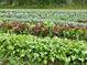 Healthy crops growing in neat rows in a well-maintained agricultural garden at 3428 W County Road 4, Berthoud, CO 80513