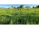 Lush pasture with horses grazing in the distance, with views of barns at 3428 W County Road 4, Berthoud, CO 80513