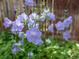 Up close view of campanula flowers at 6506 S Robb Way, Littleton, CO 80127