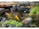 Tranquil koi pond teeming with colorful fish, surrounded by natural rock formations and greenery at 11745 Newton St, Westminster, CO 80031