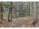 Beautiful backyard with two tree swings, surrounded by the lush green beauty of a forest at 10419 Christopher Dr, Conifer, CO 80433