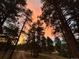 Sunset view of a long driveway surrounded by tall trees at 35877 Elkridge Run, Elizabeth, CO 80107