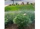 Well-manicured lawn with blooming peony at 290 Pierce St, Lakewood, CO 80226