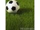 Close up shot of green grass at 2445 Vance St, Lakewood, CO 80214
