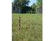 Relaxing backyard with lush green grass, shed, and mature trees at 2445 Vance St, Lakewood, CO 80214