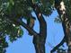 A hawk perched on a tree branch, showcasing the area's natural wildlife at 2445 Vance St, Lakewood, CO 80214