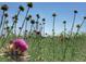 Close up of a field of green foliage and purple flowers under clear blue sky at 10115 W 25Th Ave # 1, Lakewood, CO 80215