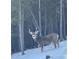 Buck in the woods in winter with large antlers at 352 Apache Rd, Evergreen, CO 80439