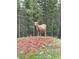 Deer in the woods standing on a pile of mulch at 352 Apache Rd, Evergreen, CO 80439