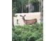 Wildlife near home includes a doe standing amongst the pines and brush at 352 Apache Rd, Evergreen, CO 80439