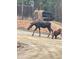 Moose and baby moose cross a dirt road in front of home at 352 Apache Rd, Evergreen, CO 80439