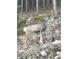 Buck in the woods with large antlers at 352 Apache Rd, Evergreen, CO 80439