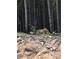 Wildlife near home includes a large buck with an impressive rack resting amongst the trees at 352 Apache Rd, Evergreen, CO 80439