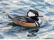 Close up of hooded merganser swimming in community lake at 8820 W 80Th Dr, Arvada, CO 80005