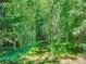 Beautifully landscaped property with a path leading through a dense forest of birch trees at 5350 Yellowstone St, Bow Mar, CO 80123