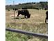 Bison roam the prairie behind the fence near this expansive home property at 5830 Jasper Pointe Cir, Castle Pines, CO 80108
