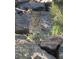 A bobcat surveys its domain among natural rocks and grasses at 5830 Jasper Pointe Cir, Castle Pines, CO 80108