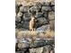A proud buck stands tall atop a rock hill, commanding its mountain kingdom at 5830 Jasper Pointe Cir, Castle Pines, CO 80108