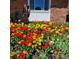 Close up of a flower bed with bright and colorful tulips in full bloom on a sunny day at 6731 Devinney St, Arvada, CO 80004