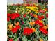 A colorful display of bright red, yellow and orange tulips planted outside of a home in a garden at 6731 Devinney St, Arvada, CO 80004