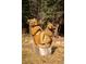 Wooden sculpture of two bears in a forest setting at 2971 Fall River Rd, Idaho Springs, CO 80452