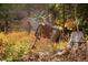 Yard art featuring a metal elk surrounded by trees and wild vegetation at 2971 Fall River Rd, Idaho Springs, CO 80452