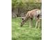 Deer grazing in well-maintained backyard, with brick wall and leafy tree at 6435 Spotted Fawn Run, Littleton, CO 80125