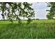 Scenic green field with vibrant foliage and lush landscape at 236 W Sycamore Ln, Louisville, CO 80027