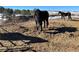 Pasture featuring two black horses grazing in a rural setting with trees visible in the distance at 1740 Michael Gates Dr, Parker, CO 80138