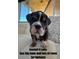 Adorable puppy sitting on a couch near a big lawn at 42225 Kingsmill Cir, Elizabeth, CO 80107