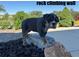 Adorable puppy climbing a rock climbing wall in the yard at 42225 Kingsmill Cir, Elizabeth, CO 80107