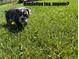 Adorable puppy walking in the yard at 42225 Kingsmill Cir, Elizabeth, CO 80107