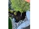 A high-angle shot of landscaping with various bushes, trees, rock, and bark accents, including a sidewalk corner at 6610 Barnstead Dr, Castle Pines, CO 80108