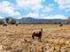 Horses graze on beautiful land with rolling hills and distant mountains at 4547 Tally Ho Trl, Boulder, CO 80301