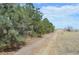 A long gravel driveway is lined with pine trees leading to this ranch property at 74500 E 136Th Ave, Byers, CO 80103