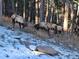 Elk found near the property at 25808 Sunrise Ln, Golden, CO 80401