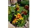 Beautifully landscaped garden featuring colorful lilies and lush green foliage at 18605 E Saratoga Pl, Aurora, CO 80015