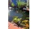 Backyard pond with beautiful koi fish and aquatic plants at 6943 Saddleback Ave, Firestone, CO 80504