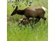 Wild elk nurses young calf in a lush green meadow, illustrating the natural beauty of the area at 31190 Cinnamonwood, Evergreen, CO 80439