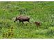 Picture of a female moose and calf in a natural habitat at 10858 Norton Ave, Conifer, CO 80433