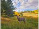 A deer stands in a beautiful, sun-drenched yard surrounded by trees and open fields at 10858 Norton Ave, Conifer, CO 80433