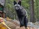 Silver fox in a wooded backyard at 10896 Timothys Dr, Conifer, CO 80433