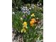 Beautiful flower bed featuring colorful irises in full bloom, adding charm to the front yard at 636 York St, Denver, CO 80206