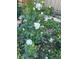 Close-up of a small white rose bush, adding a touch of elegance to the garden at 636 York St, Denver, CO 80206