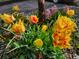 Close-up of the front yard, featuring yellow and red tulips and greenery at 2541 Cherry St, Denver, CO 80207