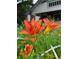 Beautiful lilies blooming in the front yard, complementing the home's curb appeal at 2541 Cherry St, Denver, CO 80207